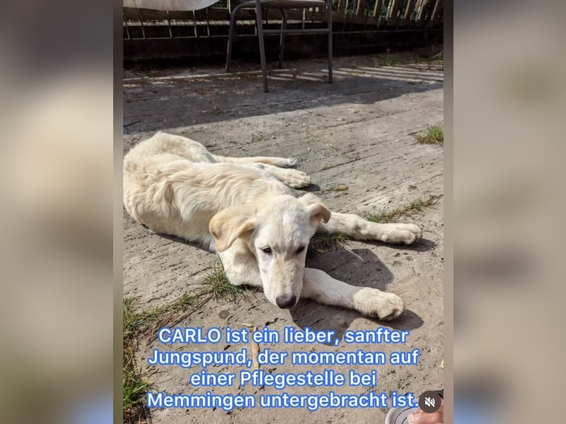 Carlo – ein kluger Dreikäsehoch auf der Suche nach seinem Platz im Leben (auf PS PLZ 87763)