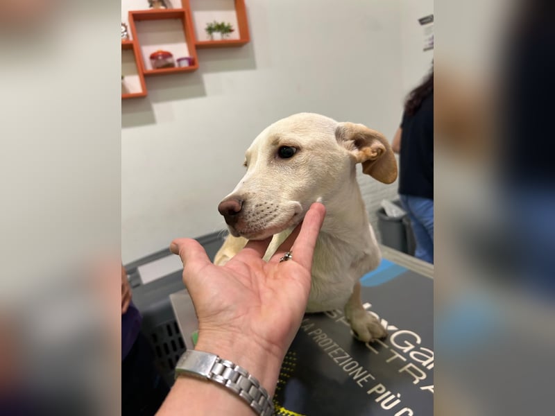 Francesco – sanfter Herzenshund auf der Suche nach seinem Platz im Leben