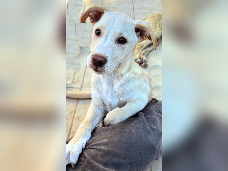 Francesco – sanfter Herzenshund auf der Suche nach seinem Platz im Leben