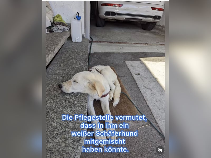 Carlo – ein kluger Dreikäsehoch auf der Suche nach seinem Platz im Leben (auf PS PLZ 87763)