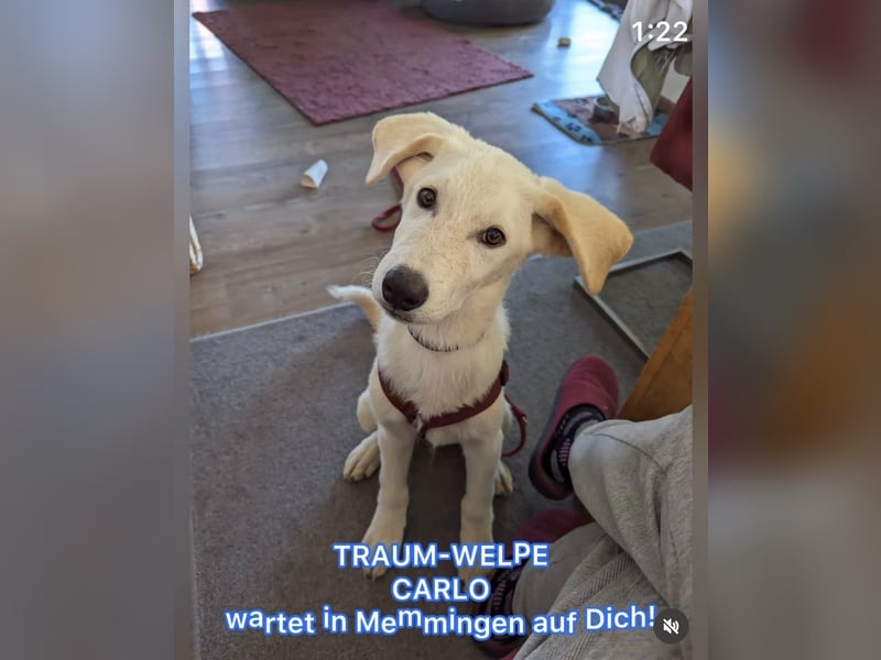 Carlo – ein kluger Dreikäsehoch auf der Suche nach seinem Platz im Leben (auf PS PLZ 87763)