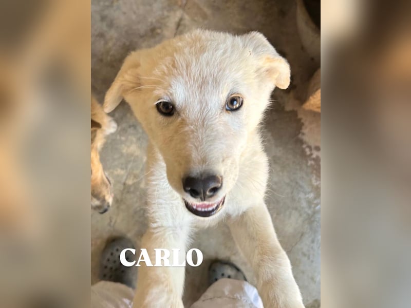 Carlo – ein kluger Dreikäsehoch auf der Suche nach seinem Platz im Leben (auf PS PLZ 87763)
