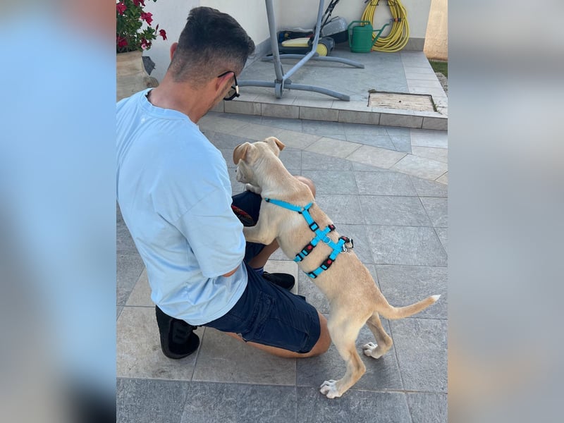 Francesco – sanfter Herzenshund auf der Suche nach seinem Platz im Leben