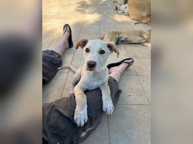 Francesco – sanfter Herzenshund auf der Suche nach seinem Platz im Leben