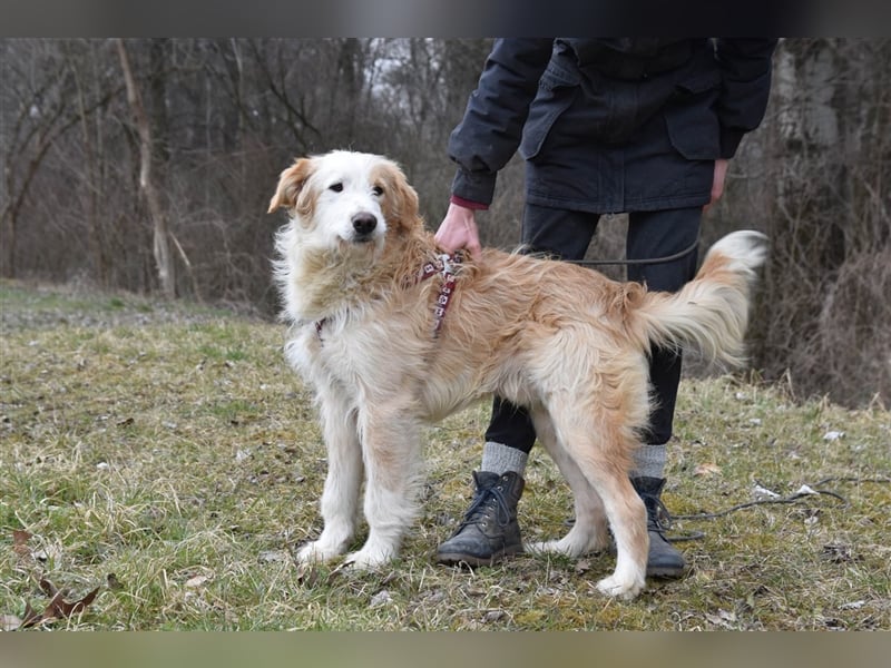 **NOTFALL** Damjan - Junger Wildfang voller Lebensfreude