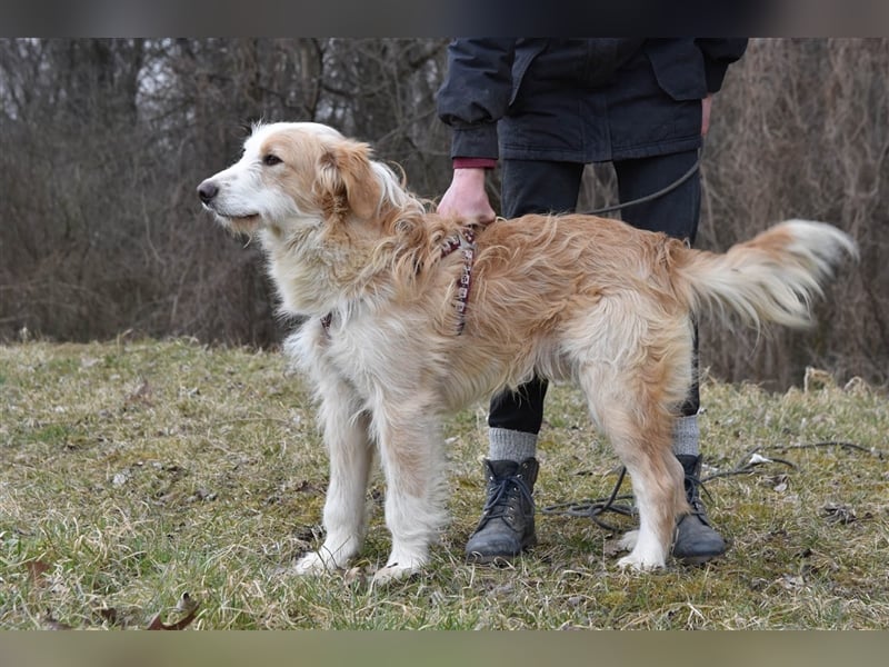 **NOTFALL** Damjan - Junger Wildfang voller Lebensfreude