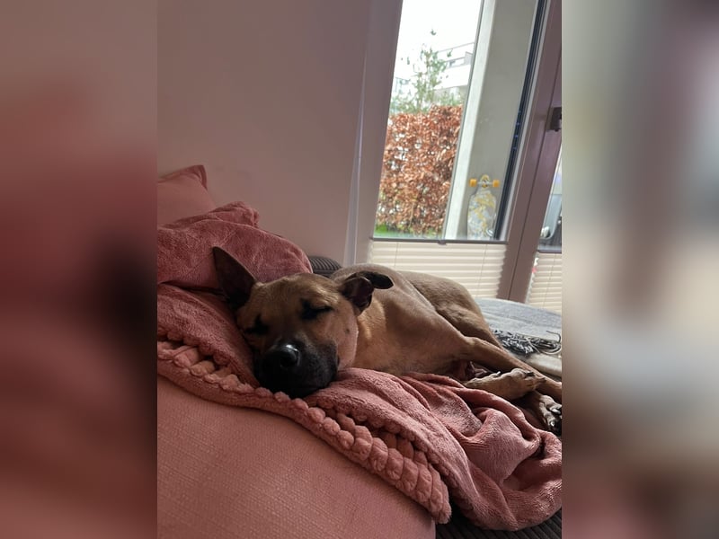 Ein neues Zuhause für unseren treuen Freund Twix gesucht