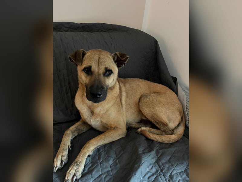Ein neues Zuhause für unseren treuen Freund Twix gesucht