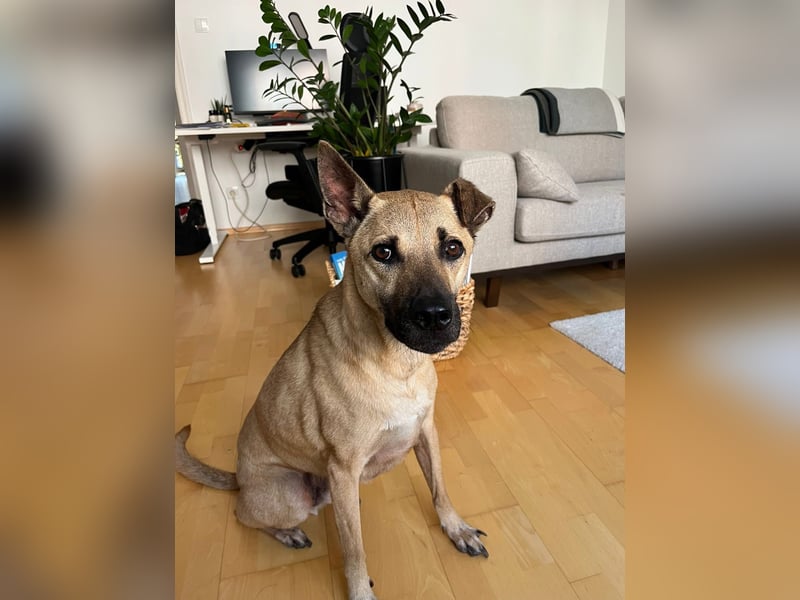 Ein neues Zuhause für unseren treuen Freund Twix gesucht