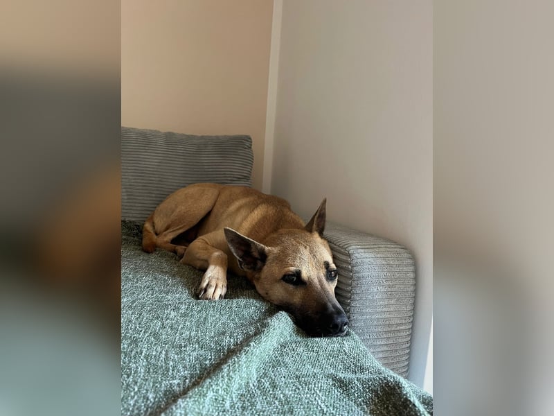 Ein neues Zuhause für unseren treuen Freund Twix gesucht