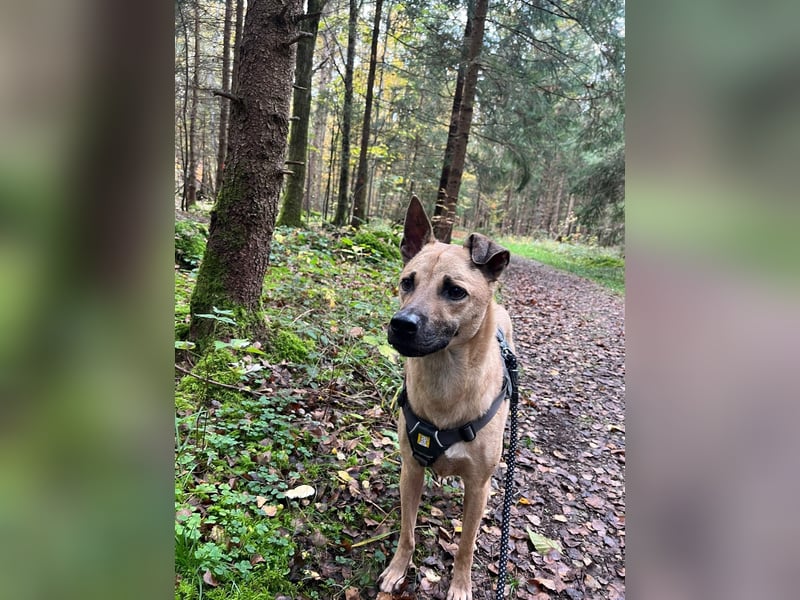 Ein neues Zuhause für unseren treuen Freund Twix gesucht