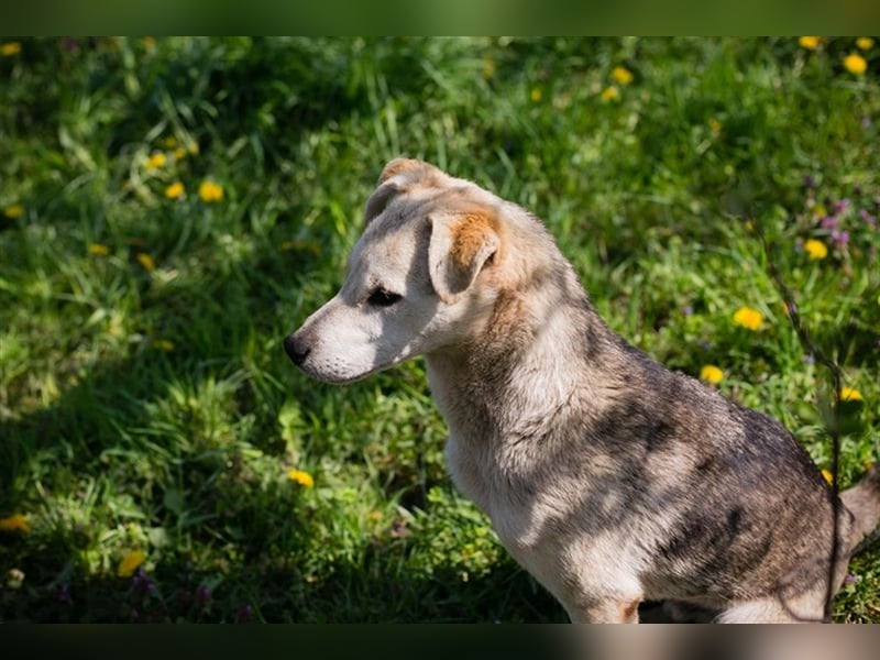 ROOKIE - der kleine Rüde ist sehr gelehrig und möchte mit DIR die Welt erkunden