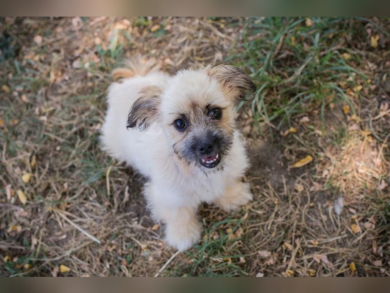 Welpe TOFFIE - wenn ich groß bin möchte ich ein richtiger Familienhund sein!