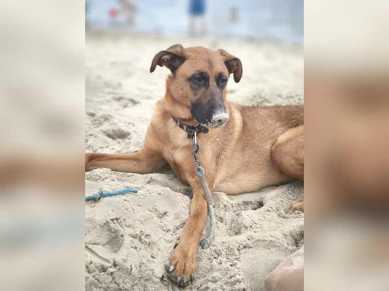 Tobi - Großer, liebevoller Hundebub sucht neuen Wirkungskreis