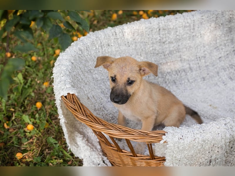 Welpe NICKI - das kleine Hundekind sucht ein liebes Für-Immer-Zuhause