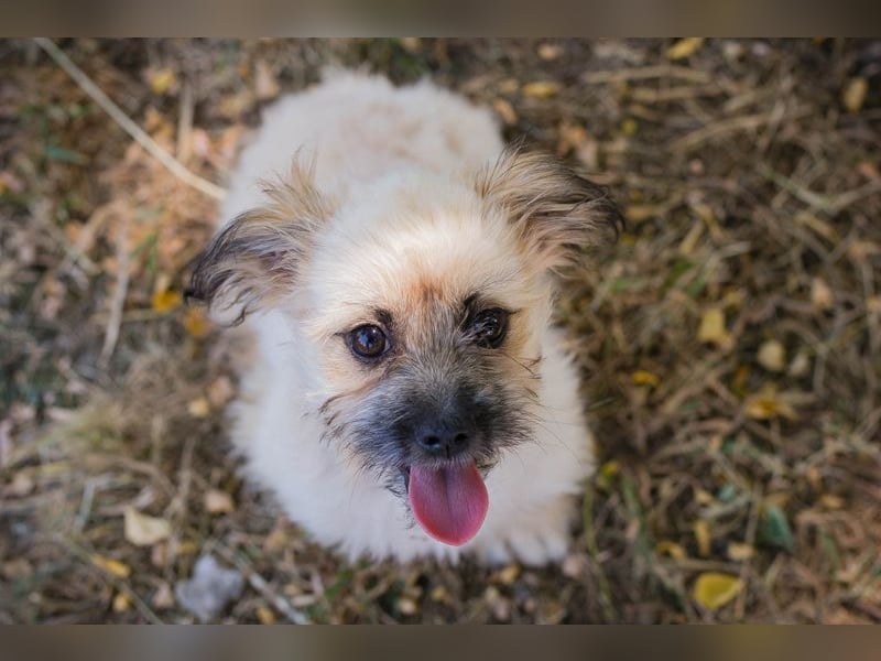 Welpe TOFFIE - wenn ich groß bin möchte ich ein richtiger Familienhund sein!