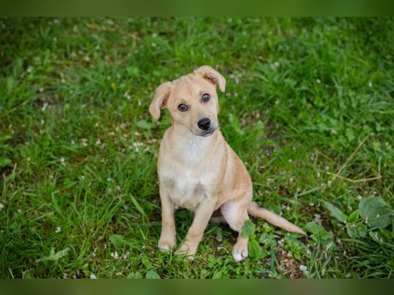 Welpe LINUS - der kleine Racker sucht ein liebevolles Für-Immer Zuhause
