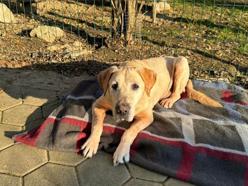 LUDWIG - vom Leben gezeichnet suche ich ein liebevolles Zuhause bei tollen Menschen...