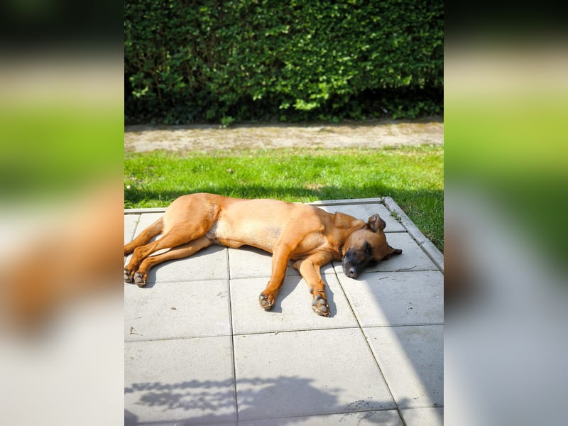 Tobi - Großer, liebevoller Hundebub sucht neuen Wirkungskreis