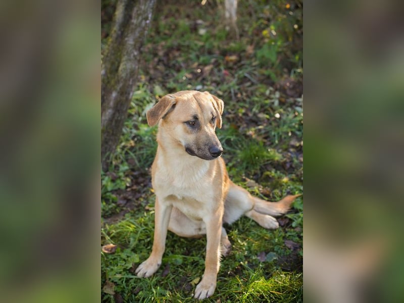MURPHY - der neugierige und menschenbezogene Rüde freut sich auf tolle Abenteuer mit seiner Familie