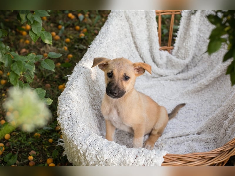 Welpe NICKI - das kleine Hundekind sucht ein liebes Für-Immer-Zuhause