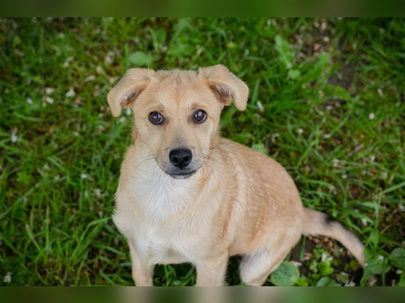 Welpe LINUS - der kleine Racker sucht ein liebevolles Für-Immer Zuhause