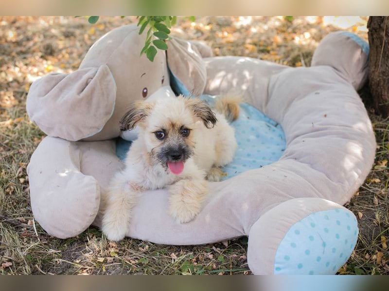 Welpe TOFFIE - wenn ich groß bin möchte ich ein richtiger Familienhund sein!