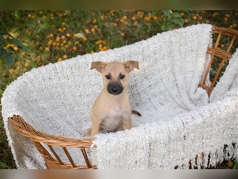 Welpe NICKI - das kleine Hundekind sucht ein liebes Für-Immer-Zuhause