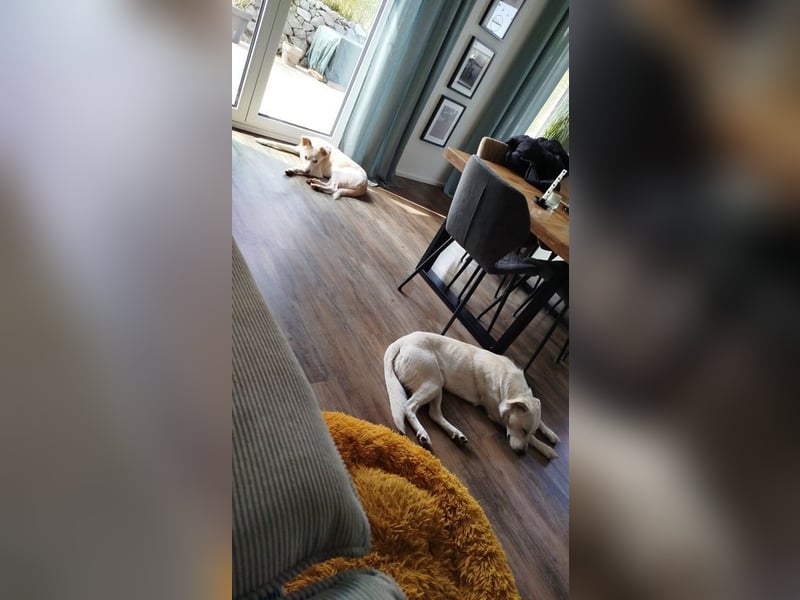 JERRY - der verspielte, freundliche junge Rüde sucht ein tolles Für-Immer Zuhause