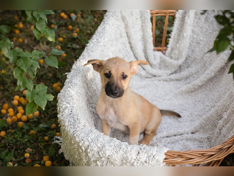 Welpe NICKI - das kleine Hundekind sucht ein liebes Für-Immer-Zuhause
