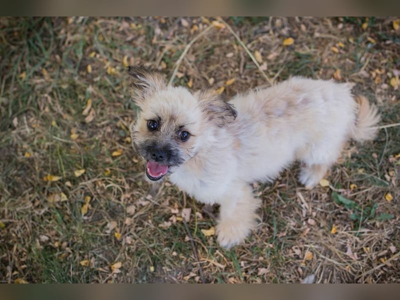 Welpe TOFFIE - wenn ich groß bin möchte ich ein richtiger Familienhund sein!