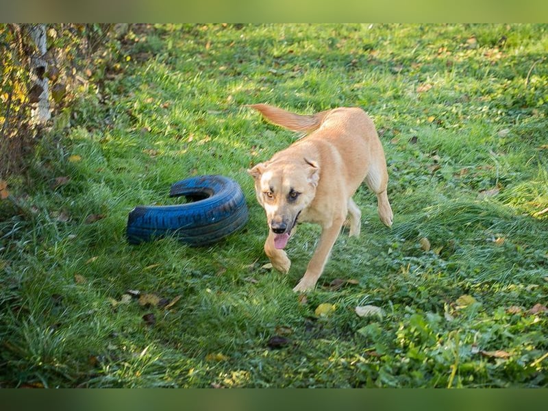 MURPHY - der neugierige und menschenbezogene Rüde freut sich auf tolle Abenteuer mit seiner Familie