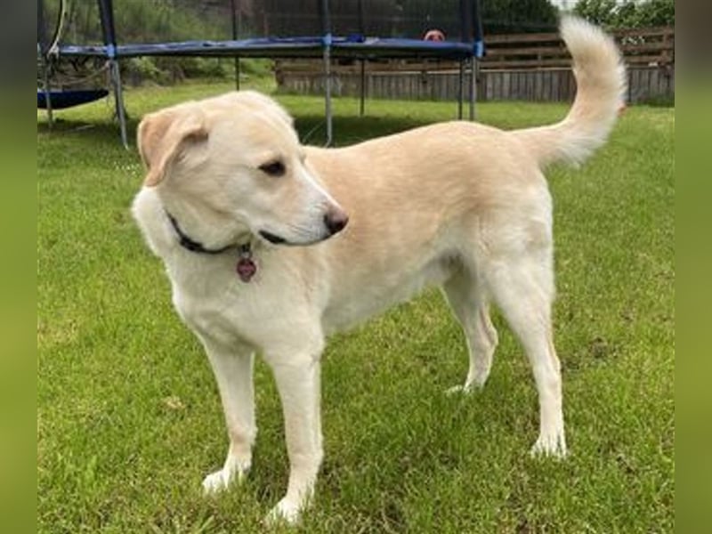 BUDDY  - toller Familienhund sucht tolle neue Familie!