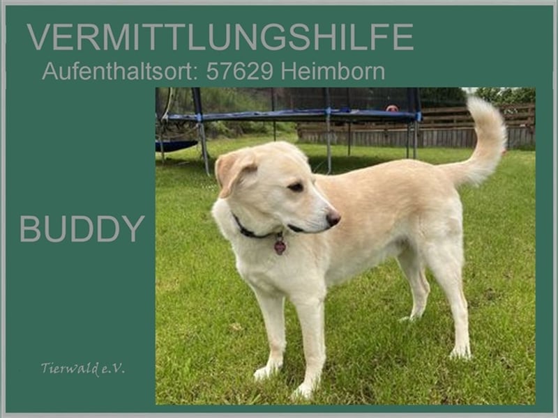BUDDY  - toller Familienhund sucht tolle neue Familie!