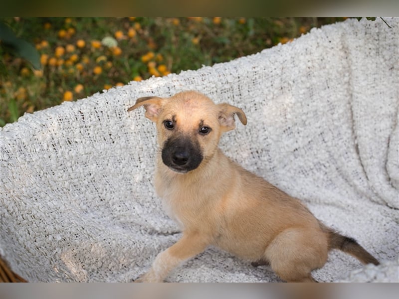 Welpe NICKI - das kleine Hundekind sucht ein liebes Für-Immer-Zuhause