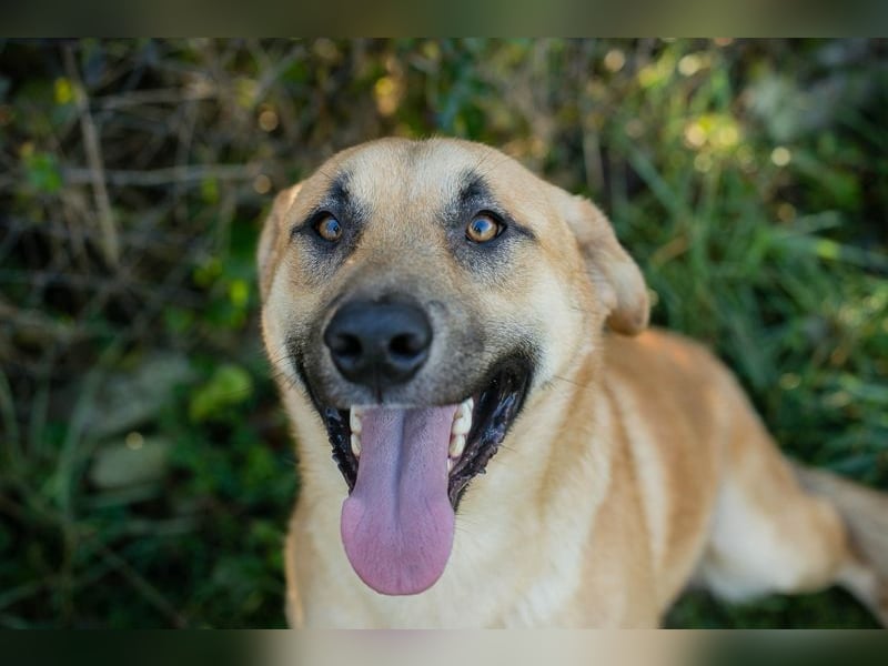 MURPHY - der neugierige und menschenbezogene Rüde freut sich auf tolle Abenteuer mit seiner Familie