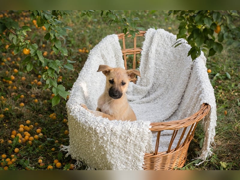 Welpe NICKI - das kleine Hundekind sucht ein liebes Für-Immer-Zuhause