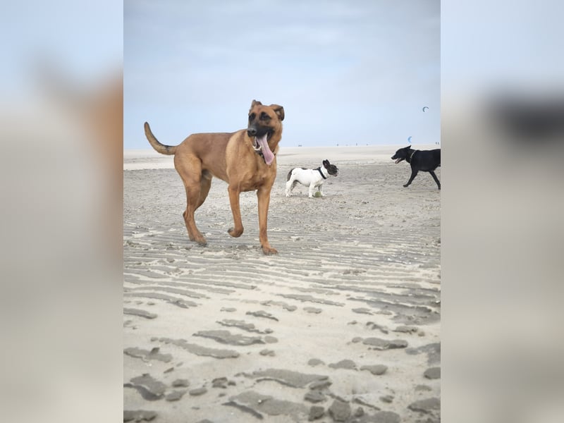 Tobi - Großer, liebevoller Hundebub sucht neuen Wirkungskreis