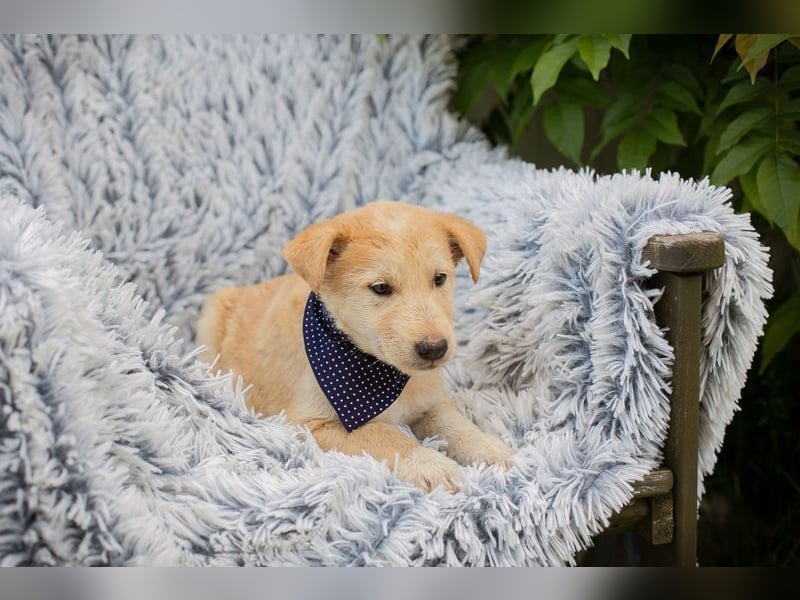 Welpe CHESTER - wenn ich groß bin möchte ich ein richtiger Familienhund sein!