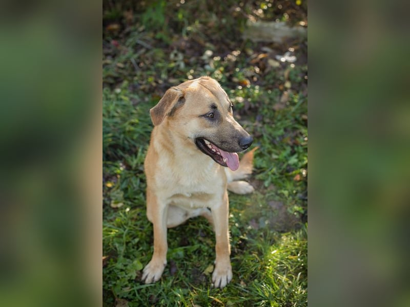 MURPHY - der neugierige und menschenbezogene Rüde freut sich auf tolle Abenteuer mit seiner Familie