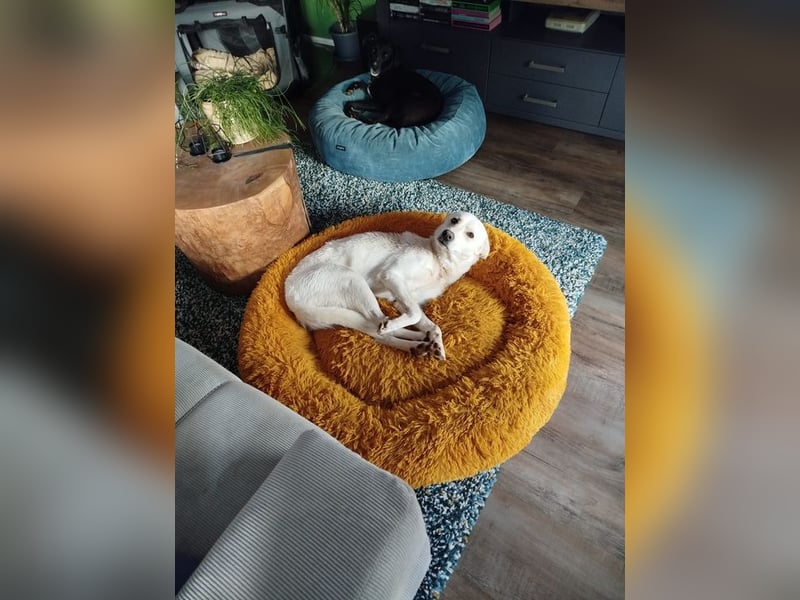 JERRY - der verspielte, freundliche junge Rüde sucht ein tolles Für-Immer Zuhause