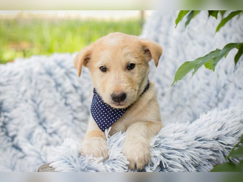 Welpe CHESTER - wenn ich groß bin möchte ich ein richtiger Familienhund sein!