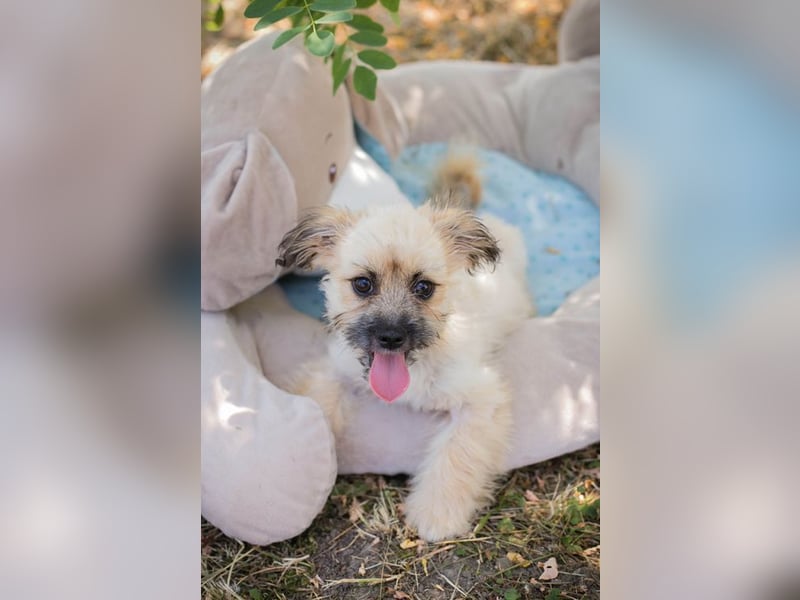 Welpe TOFFIE - wenn ich groß bin möchte ich ein richtiger Familienhund sein!