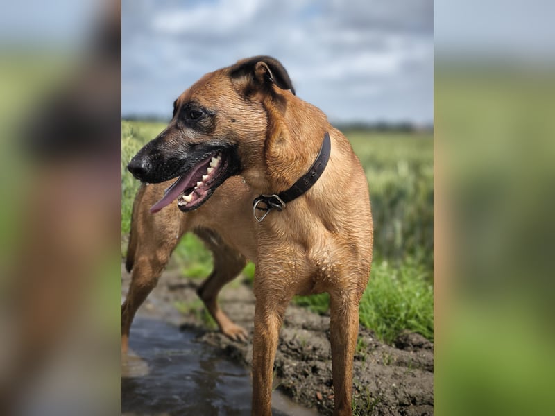 Tobi - Großer, liebevoller Hundebub sucht neuen Wirkungskreis