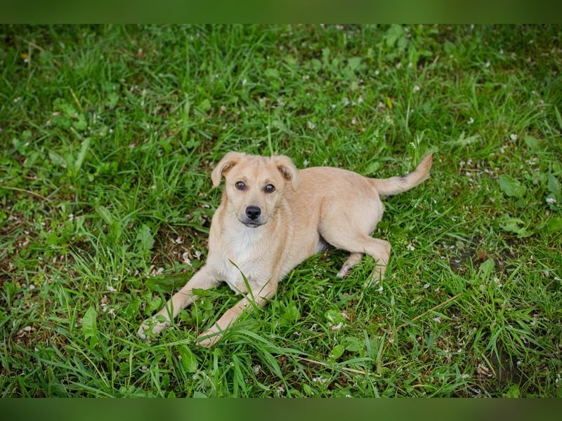 Welpe LINUS - der kleine Racker sucht ein liebevolles Für-Immer Zuhause