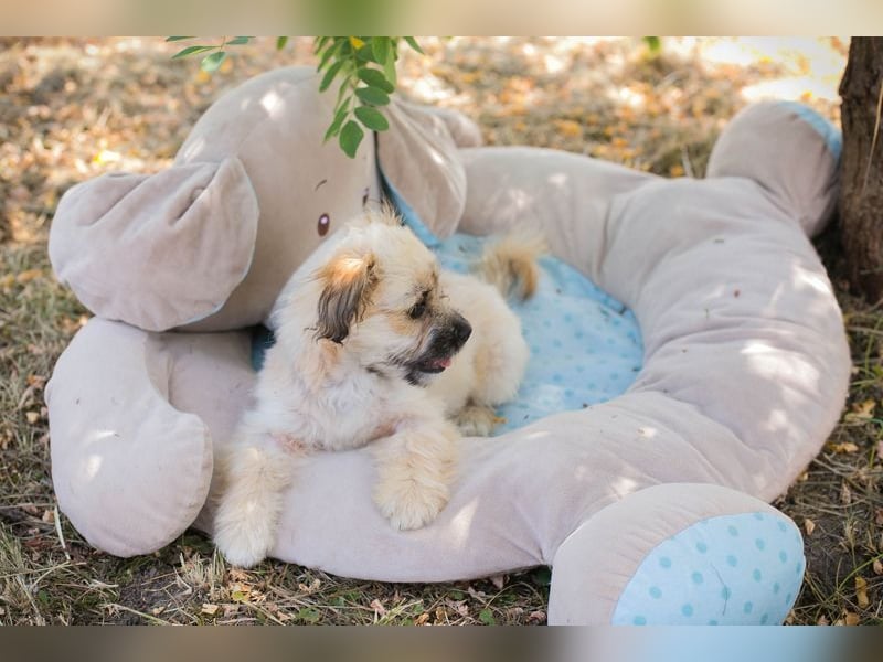 Welpe TOFFIE - wenn ich groß bin möchte ich ein richtiger Familienhund sein!