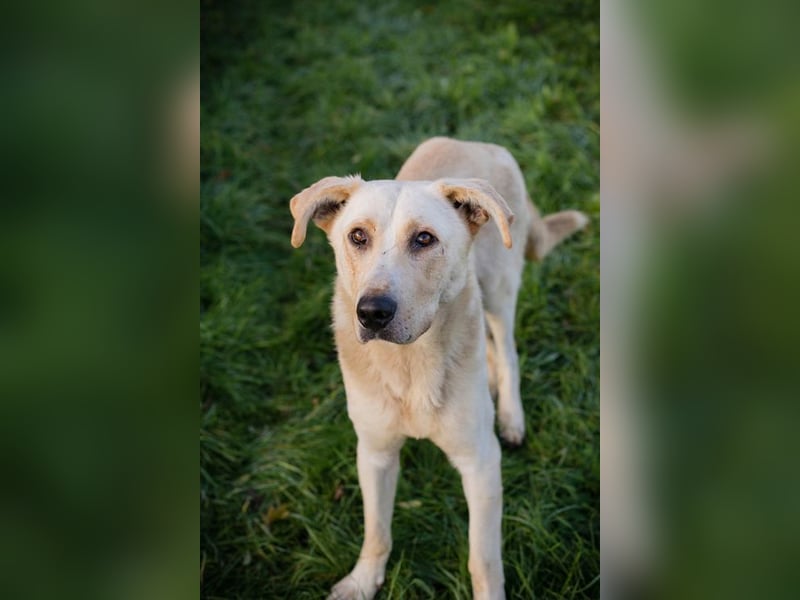 ELIJAH - der freundliche und aufgeschlossene Hundemann möchte geliebt und umsorgt werden