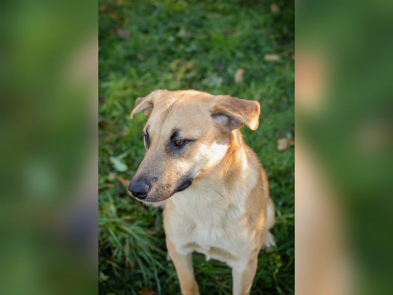 MURPHY - der neugierige und menschenbezogene Rüde freut sich auf tolle Abenteuer mit seiner Familie