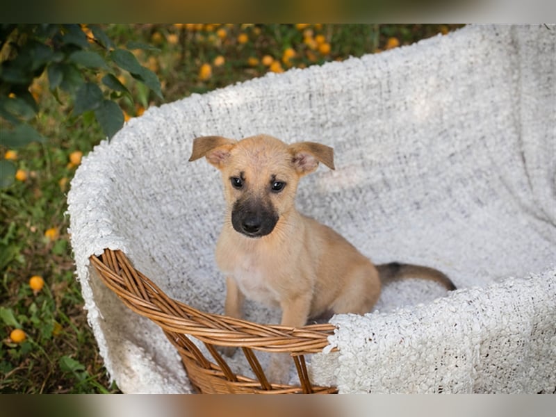 Welpe NICKI - das kleine Hundekind sucht ein liebes Für-Immer-Zuhause