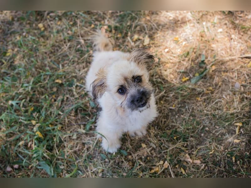 Welpe TOFFIE - wenn ich groß bin möchte ich ein richtiger Familienhund sein!